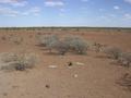 #4: View from the confluence looking south