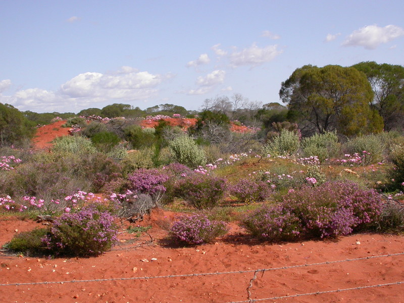 wild flowers on display