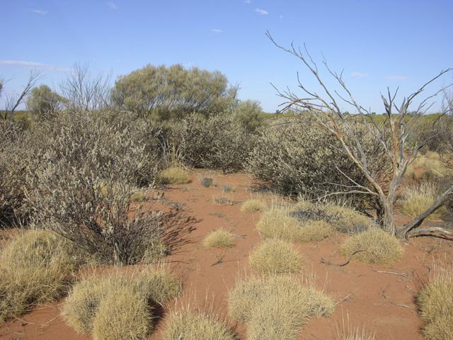 View of the confluence looking east