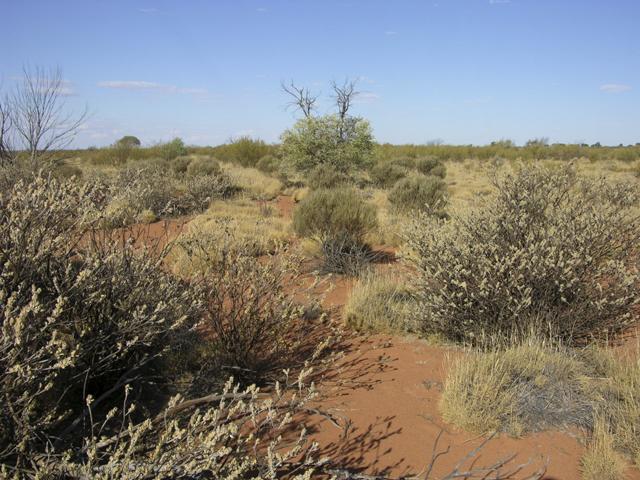 View from the confluence looking east