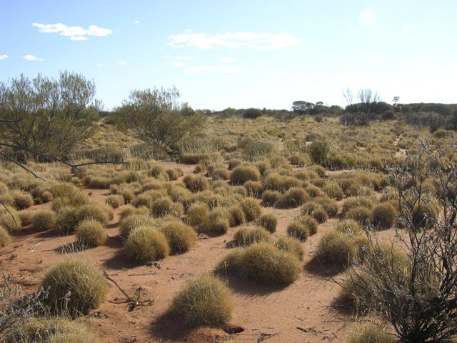 View from the confluence looking west