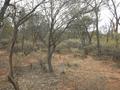 #3: View from the confluence looking east