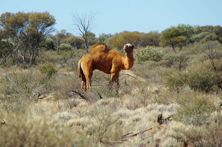 One of the Locals that was not happy to see us