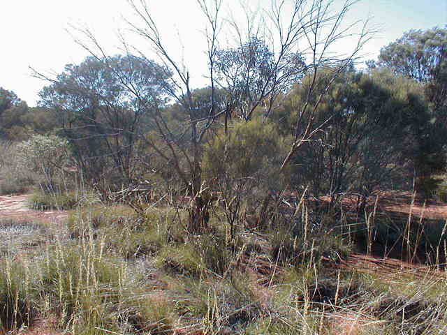 Looking South from the Site