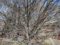 #3: Looking West from the site (straight into a tree)