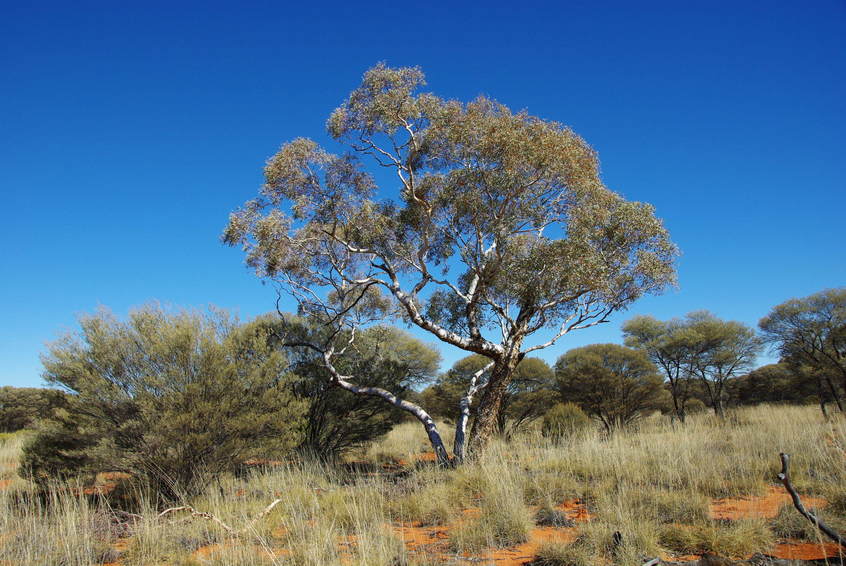 Majestic Marble Gums near the Confluence