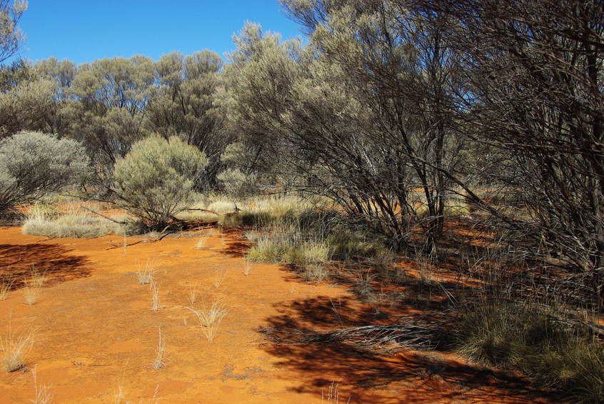 Looking South from the Confluence