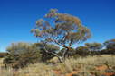 #10: Majestic Marble Gums near the Confluence