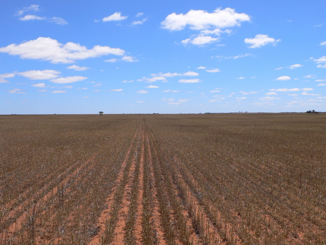 Looking North from S28 E115