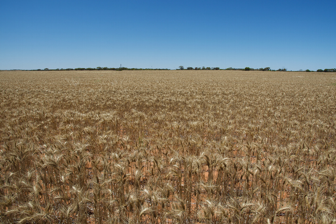 The confluence point lies in a wheat field, 400m from the nearest road.  (This is also a view to the East, towards the road)