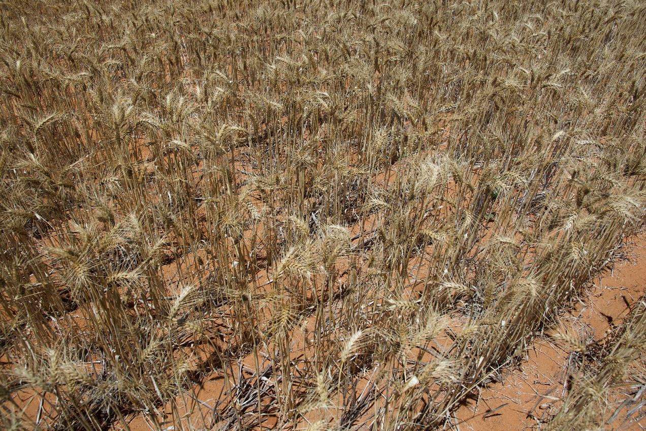 Ground cover at the confluence point