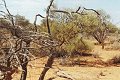 #4: Panorama around the confluence.