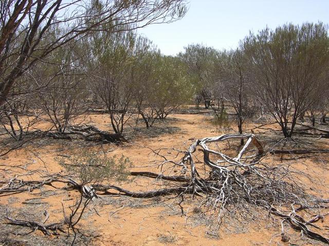 View from the confluence looking north