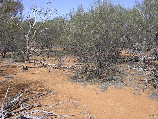 View from the confluence looking south