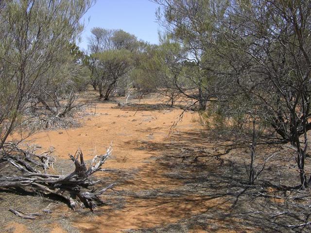 View from the confluence looking west