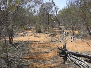 #1: View of the confluence, looking east