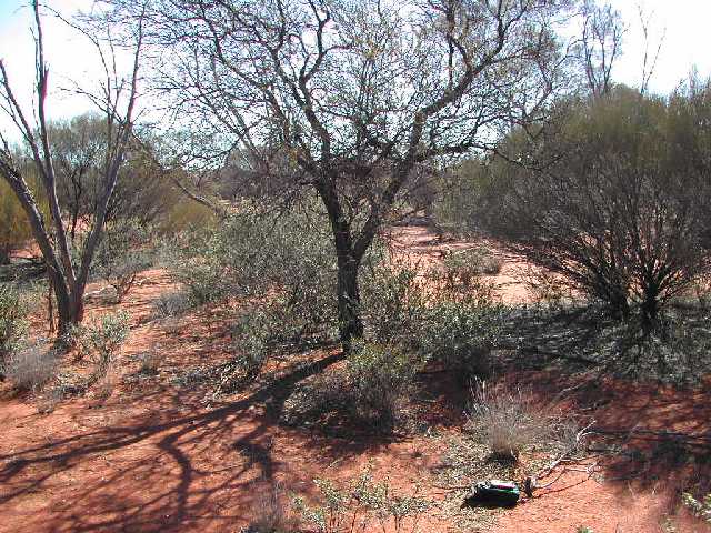 Looking west - a bit more vegetation!!!