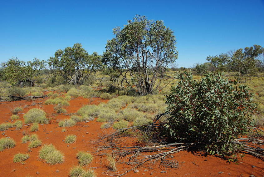 Looking South from the Confluence