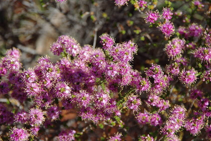 Wildflowers at the Confluence