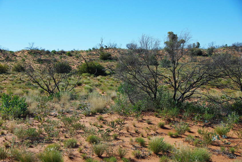 Looking North from the Confluence