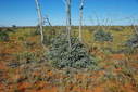 #8: Marble Gum regrowth at the Confluence site