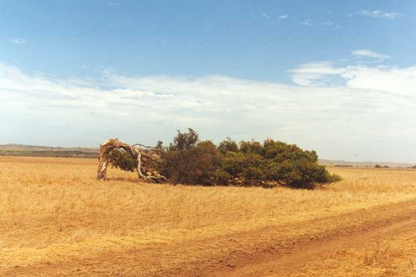 Typical Dongara tree. It's windy out here!