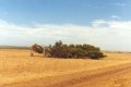 #5: Typical Dongara tree. It's windy out here!