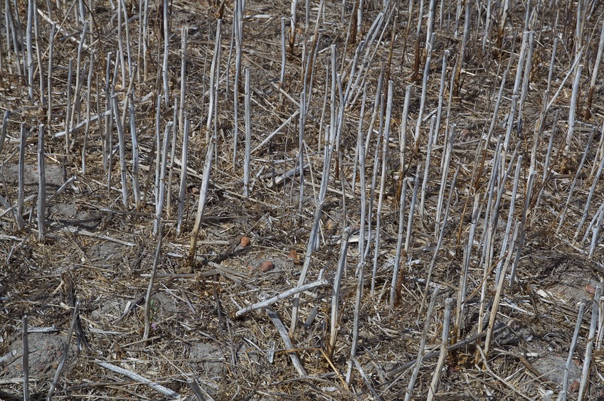 The confluence point lies in a farm field, among stalks from a harvest