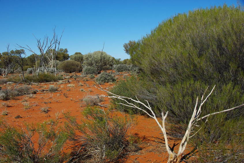 Looking South from the Confluence