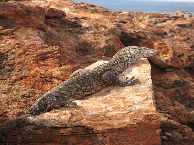 Bungarra keeping an eye over our camp