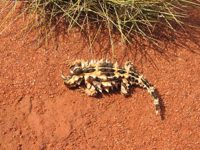 Thorny Devil