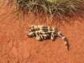 #9: Thorny Devil