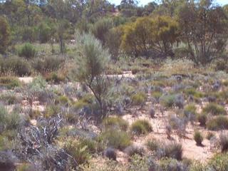 #1: Confluence point looking north