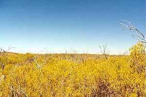 #1: Looking east. Confluence about 1km south east.