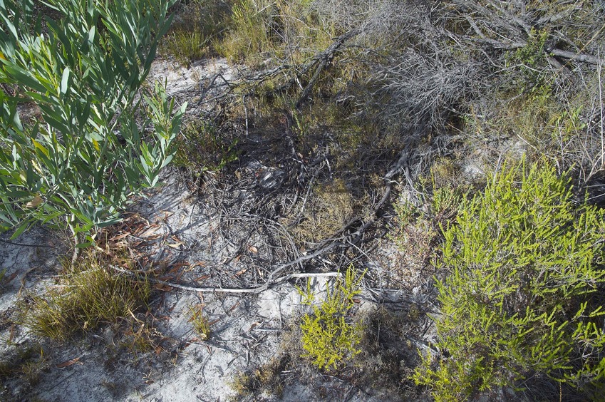 The confluence point lies in a small clearing in the brush