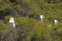 #7: Some curious wild goats, seen about 2 km from the confluence point