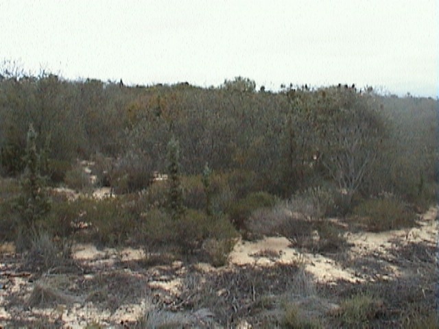 Looking towards the CP from the power lines, 30m east