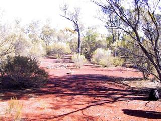 #1: Confluence point looking north