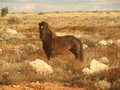 #7: A wild pony we came across