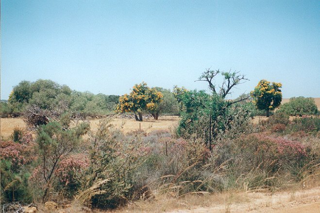 The orange-flowered trees are Nuytsia floribunda - WA Christmas bush