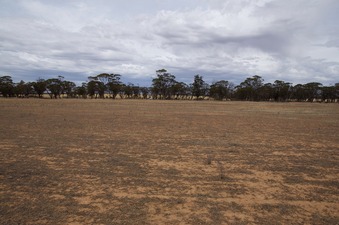 #1: View South (towards the road, 130m away)