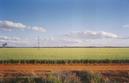 #6: Looking south from the Koorda Bullfinch Road about 1km north of the confluence on 119°east