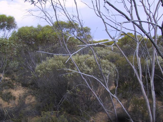 Looking east from the confluence area