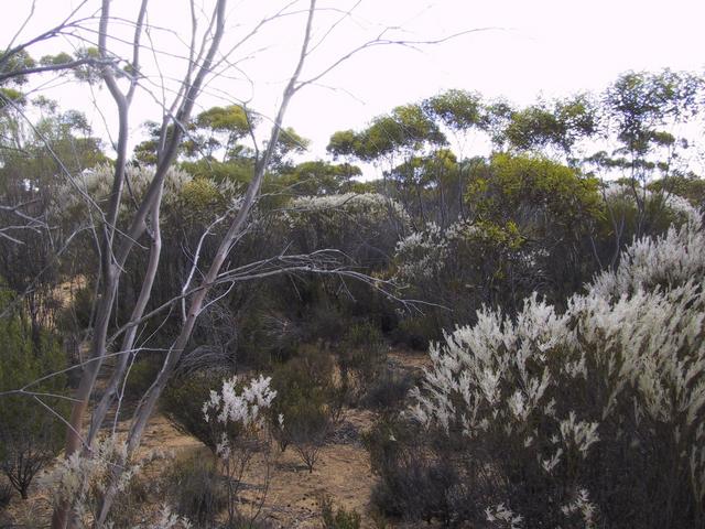 Looking south from the confluence area