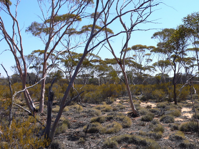 Looking North