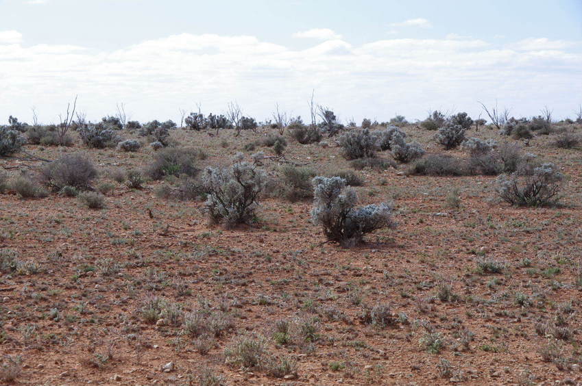 Looking North from the Confluence