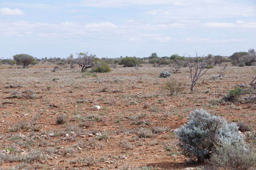 Looking West from the Confluence