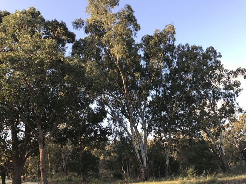 View to the north from the confluence.