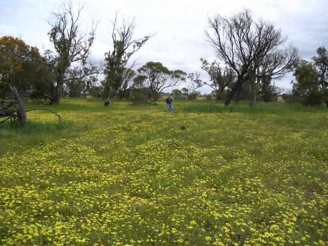 Wayne on the spot from 40metres NE