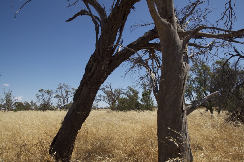 View South (of the two dead tree trunks)